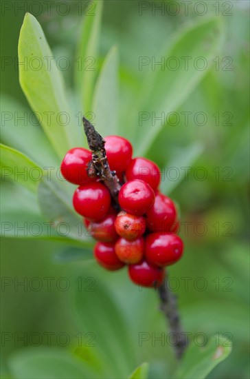 (Daphne mezereum)