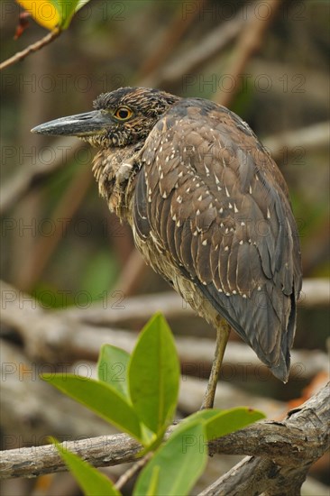 Yellow-crowned Night-Heron