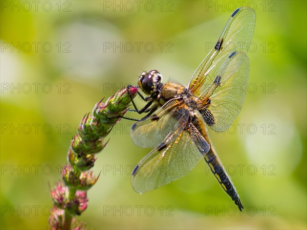 Four-spotted dragonfly