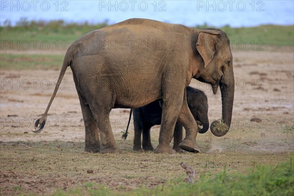 Asian sri lankan elephant