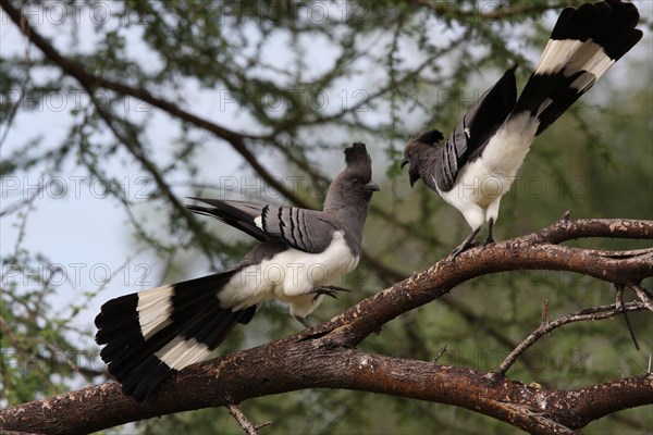 White-bellied Go-away Bird