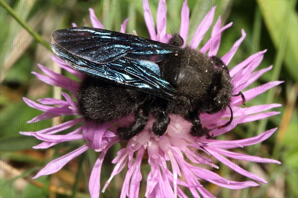 Blue Wood Bee