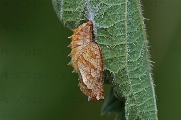 Meadowsweet mother-of-pearl butterfly