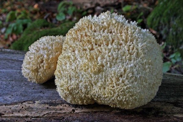 Prickly Beech Beard