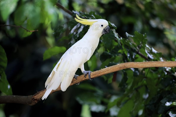 Sulfur-crested Cockatoo