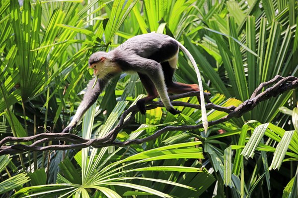 Douc Langur