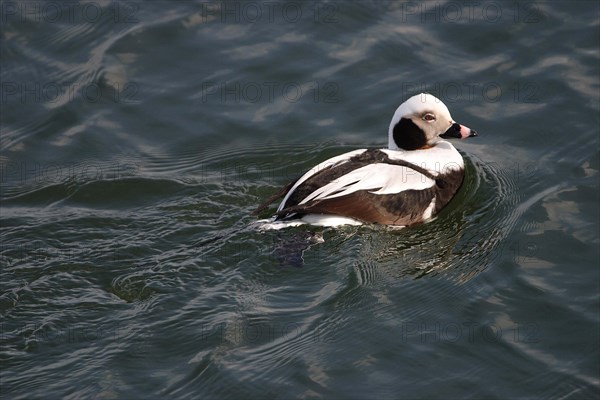 Long-tailed duck