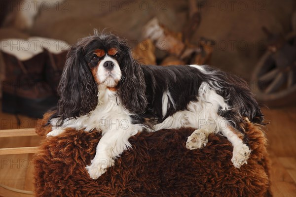 Cavalier King Charles Spaniel