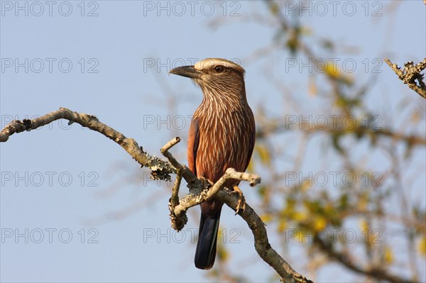 Purple roller