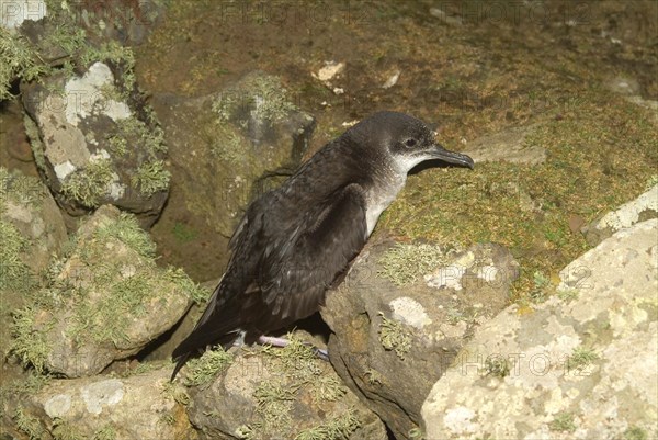 Manx Shearwater