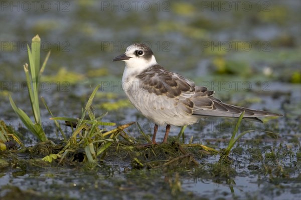 Whiskered Tern