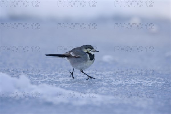 Pied Wagtail