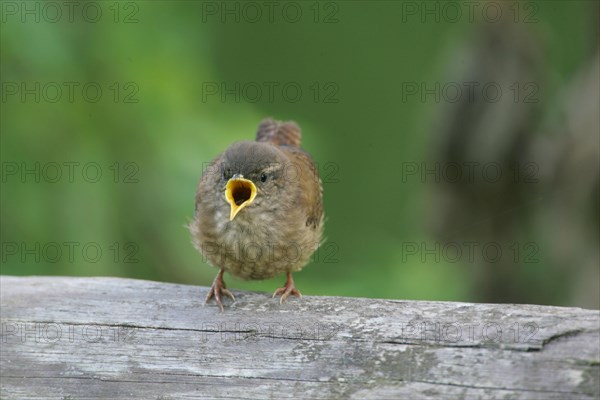 Wren