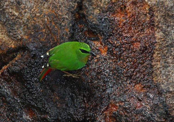 Fire-tailed Myzornis