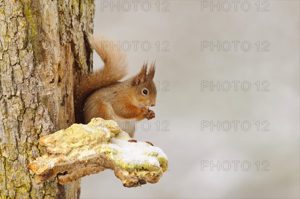 Eurasian red eurasian red squirrel