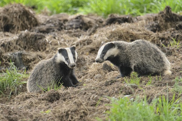 Eurasian Badger