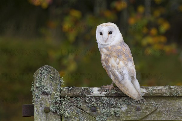 Common barn owl