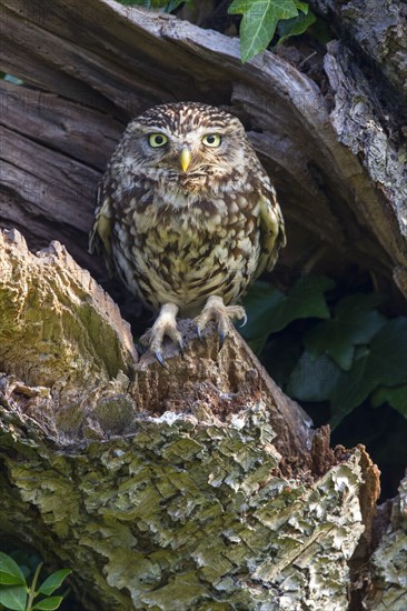 Little Owl