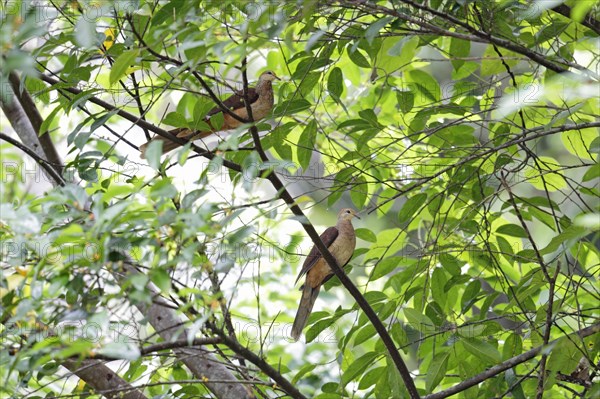 Slender-billed Cuckoo-dove