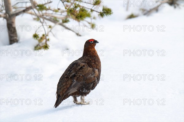 Scottish Grouse