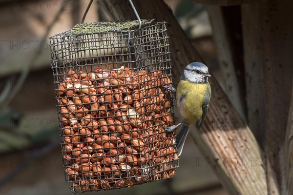 Blue tit