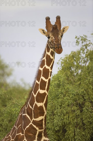 Reticulated giraffe