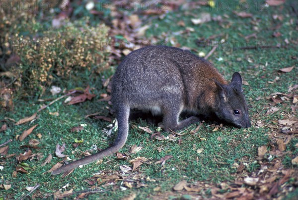 Red-necked pademelon