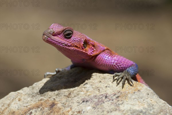 Mwanza flat-headed rock agama