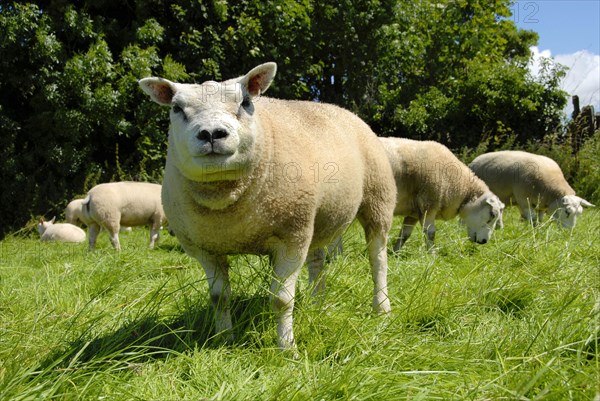 Domestic Sheep