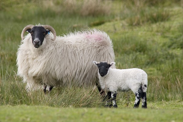 Domestic sheep