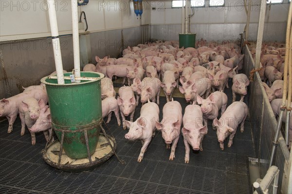 Pig farming