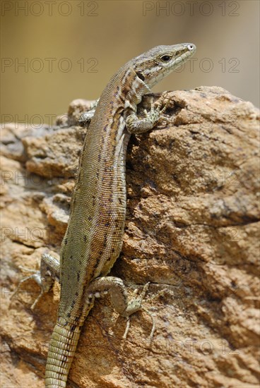 Iberian Wall Lizard