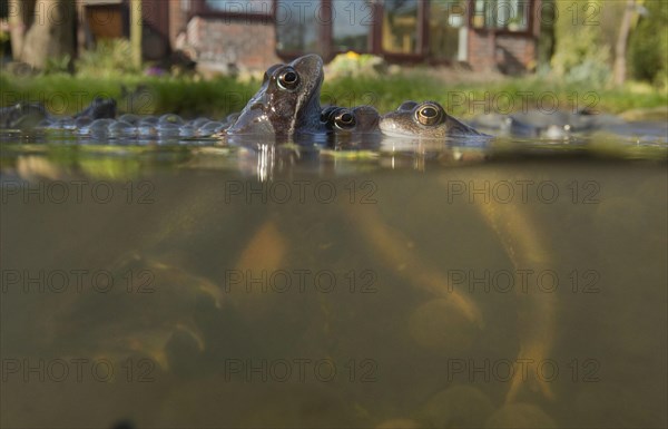 Common Frog