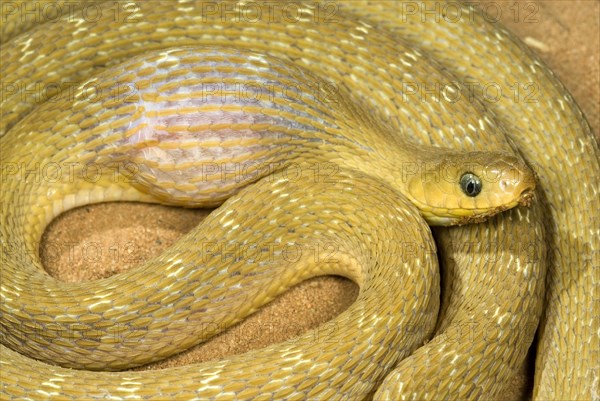 African Egg-eater Snake