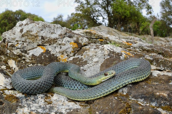 European lizard snake