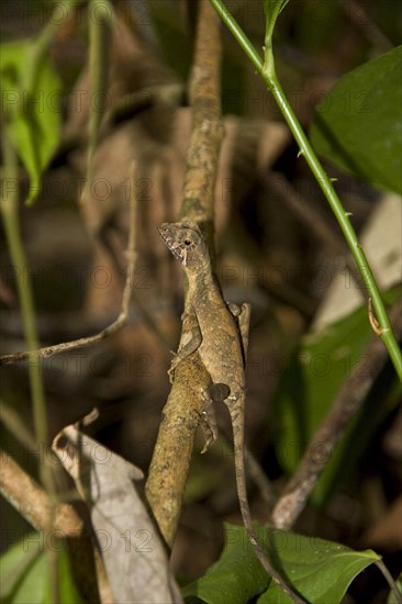 Sri Lanka Kangaroo Lizard