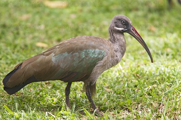 Hadada hadada ibis