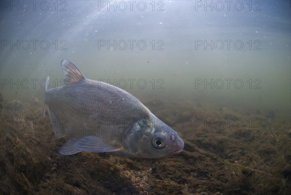 Common Bream