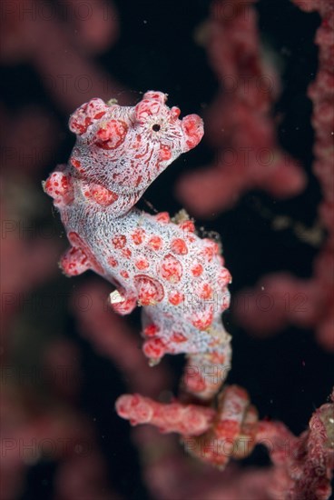 Bargibanti's Pygmy Seahorse