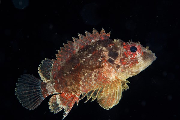 Guam Scorpionfish