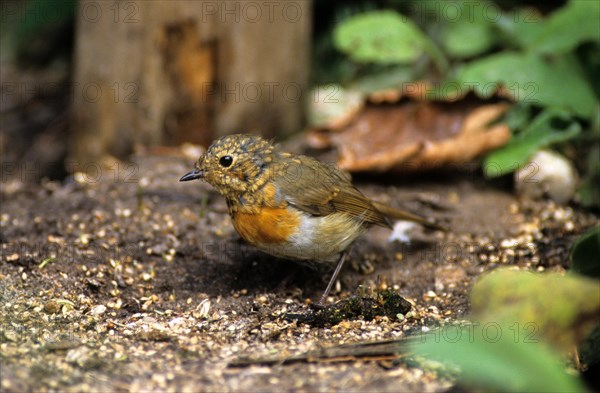 European Robin