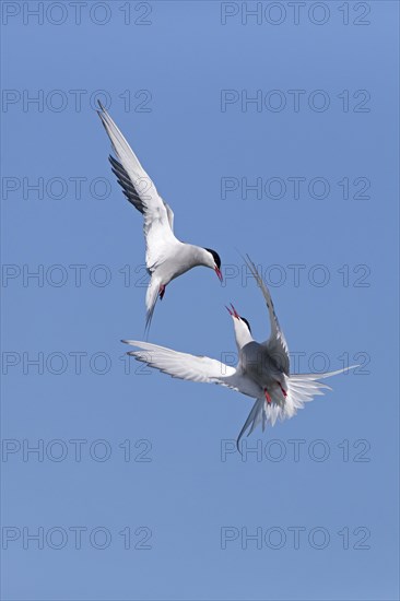 Arctic Tern