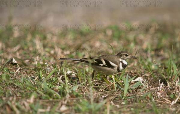 Tree Wagtail