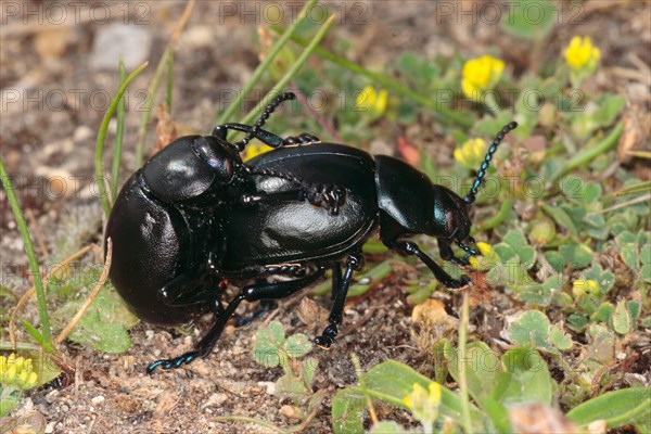 Bloody-nosed Beetle