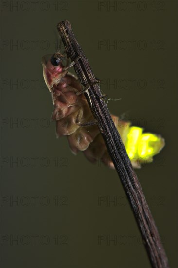 Common Glow-worm