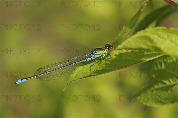 Small Red-eyed Damselfly