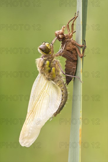 Four-spotted Chaser