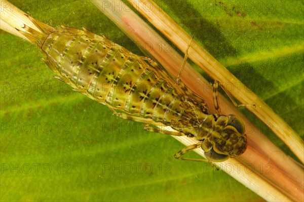 Emperor dragonfly