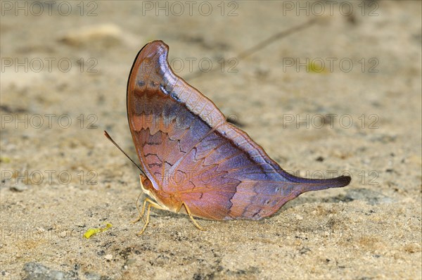 Brush-footed butterfly