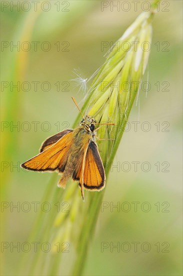 Small skipper